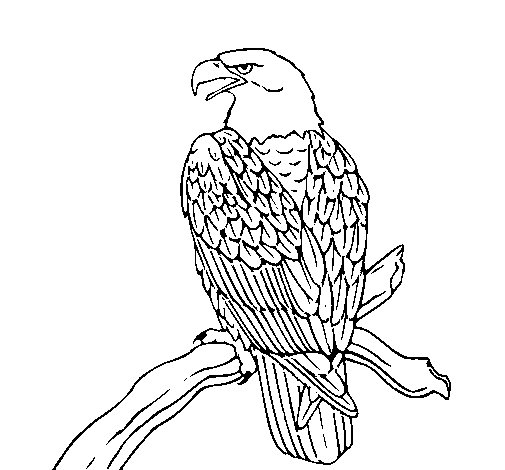 Coloriage de Aigle sur une branche pour Colorier