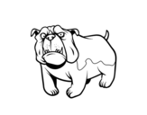 Dibujo de Chien bulldog anglais