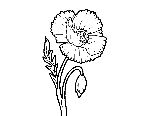 Coloriage de Une fleur de coquelicot pour Colorier