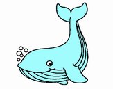 Petite baleine