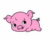Bébé cochon